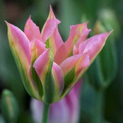 Tulips Viridiflora Virichic Bulbs