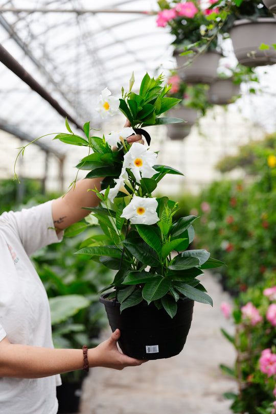10" Dipladenia Hanging Basket (Multiple Colours)