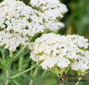 Northern Wildflowers Common Yarrow- Seed Pack 200 Count