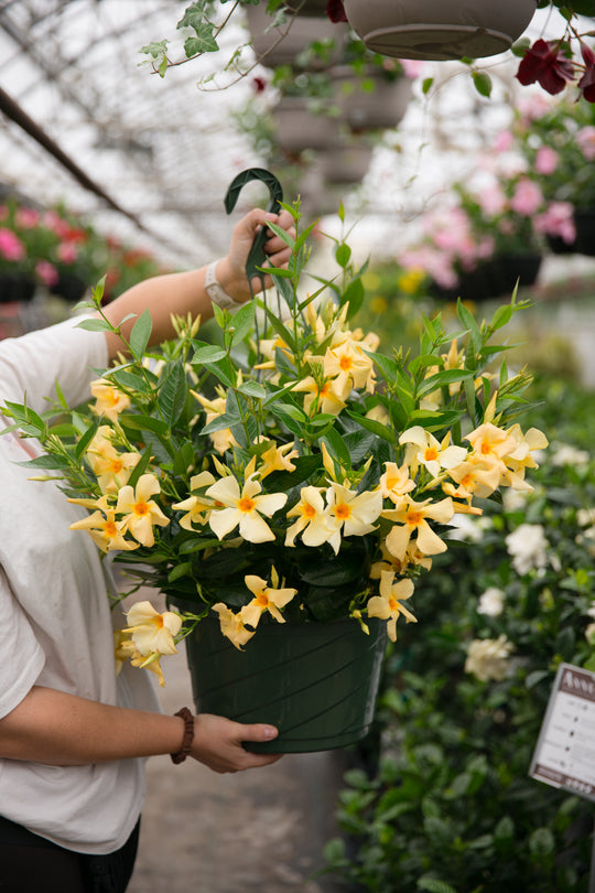 12" Mandevilla Hanging Basket (Multiple Colours)