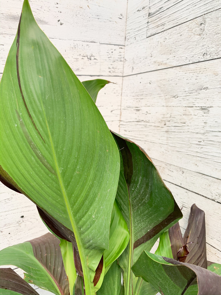 10" Canna Tenerife