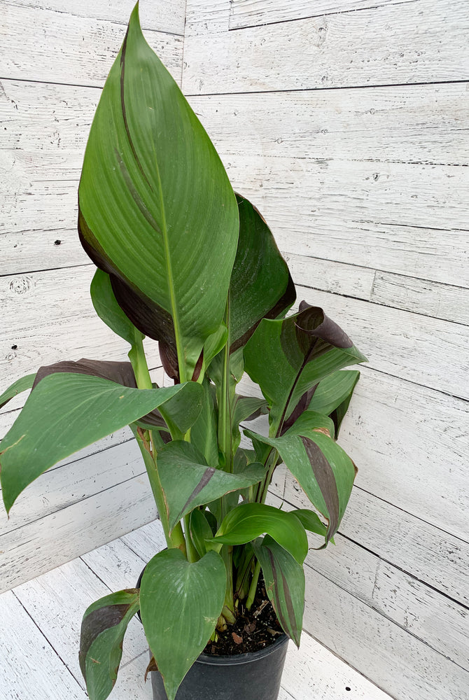 10" Canna Tenerife