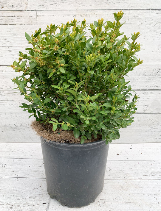 10" Green Velvet Boxwood Large