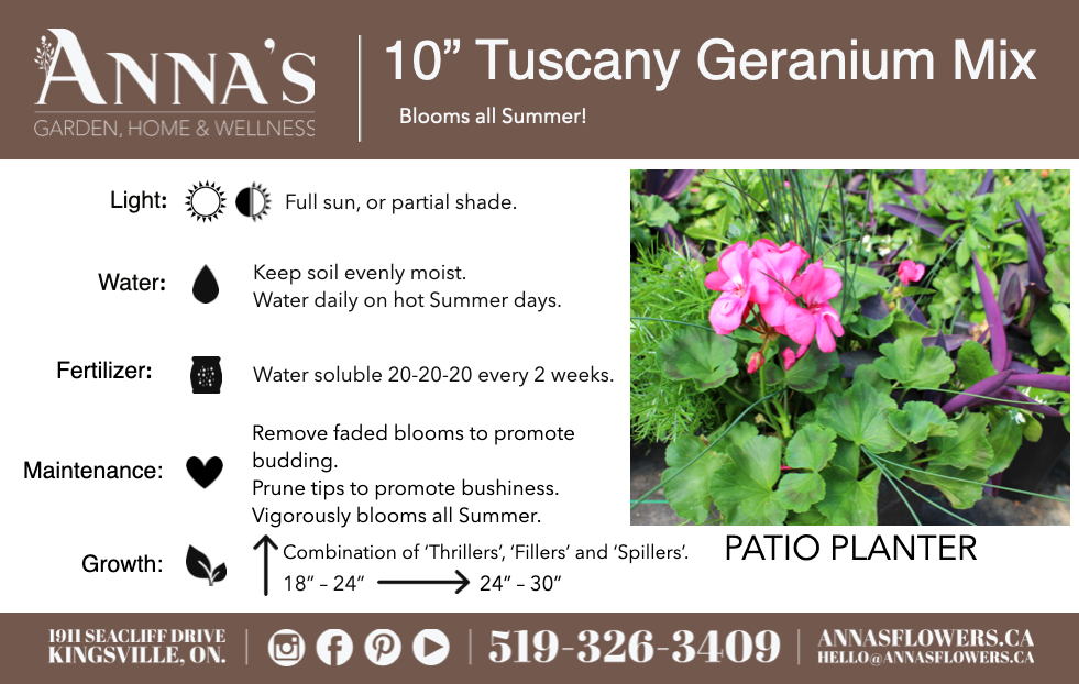 10" Tuscany Square Geranium Patio Pot - Full Sun/Partial Shade (Multi-Colours)