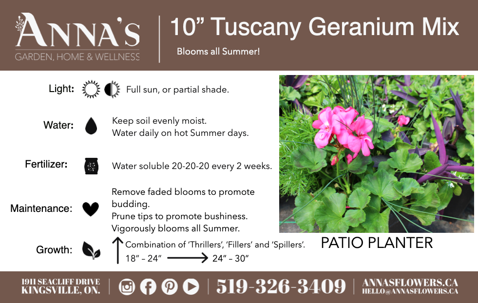 10" Tuscany Square Geranium Patio Pot - Full Sun/Partial Shade (Multiple Colours)