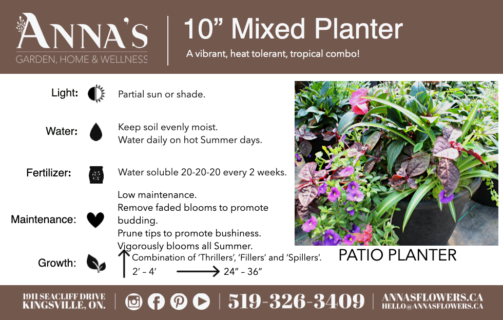 10" Tuscany Square Begonia/Impatien Patio Pot: Partial Sun/Shade (Multi-Colours)