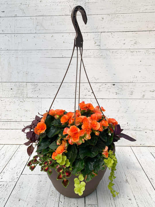 13" Rieger Begonia Trailers Mixed Hanging Basket