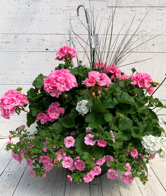 14" Geranium Mix Fibre Hanging Basket (Multiple Colours)