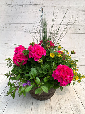 14" Geranium Mix Fibre Hanging Basket (Multiple Colours)