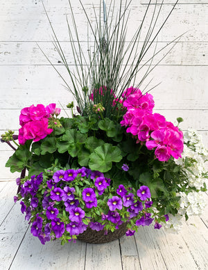 14" Geranium Mix Fibre Hanging Basket (Multiple Colours)