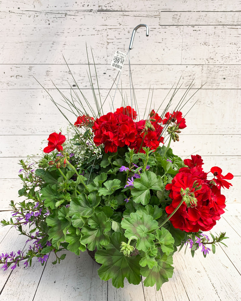 14" Geranium Mix Fibre Hanging Basket (Multiple Colours)