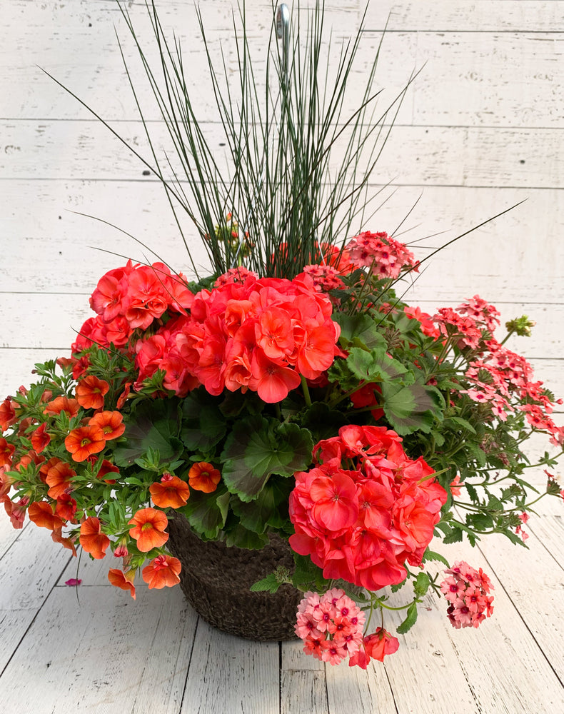 14" Geranium Mix Fibre Hanging Basket (Multiple Colours)