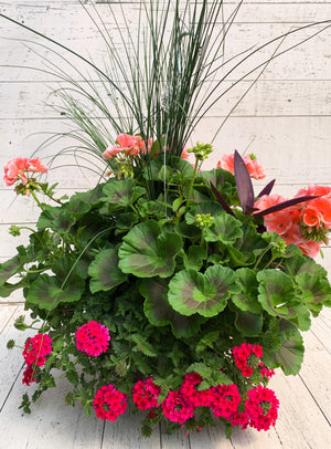 14" Geranium Mix Fibre Hanging Basket (Multiple Colours)