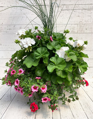 14" Geranium Mix Fibre Hanging Basket (Multiple Colours)