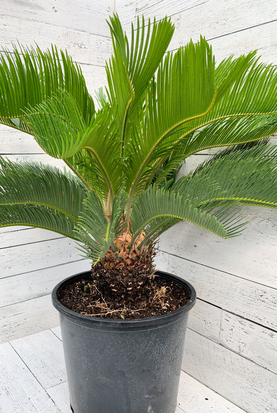 14" Cycas Revolta King Sago Palm