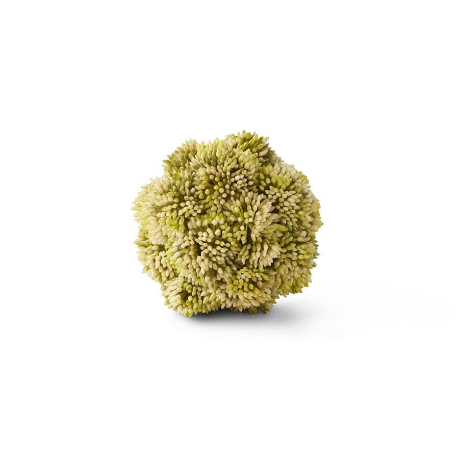 4" Light Green Sedum Ball - Florals and Foliage