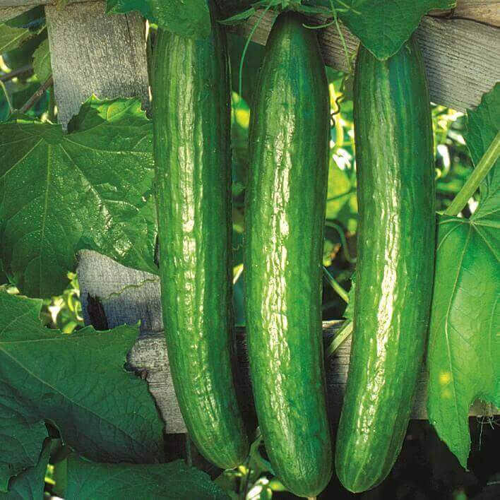 Aim. Int'l Cucumber Early Spring Burpless Hybrid Seed Packet