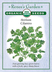 Cilantro Organic Seeds