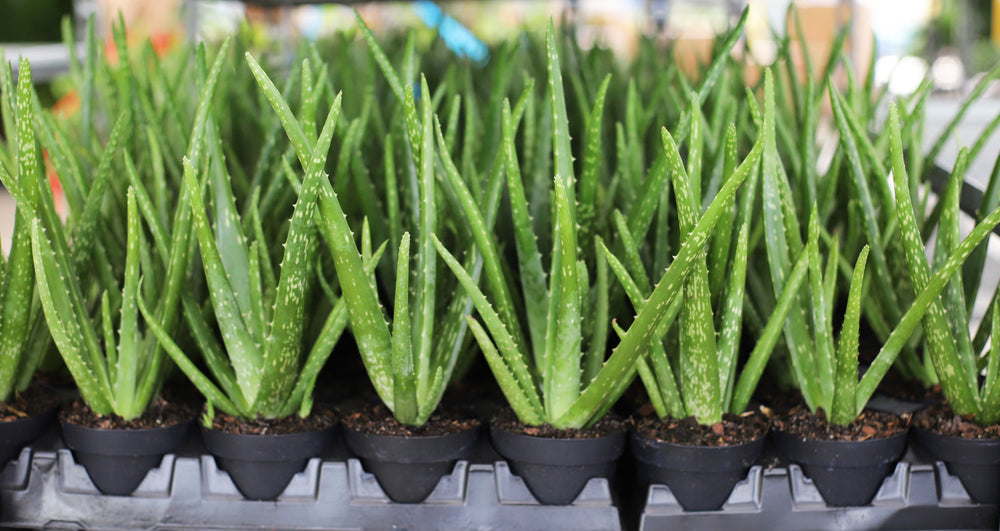 4" Aloe Vera 02 For You