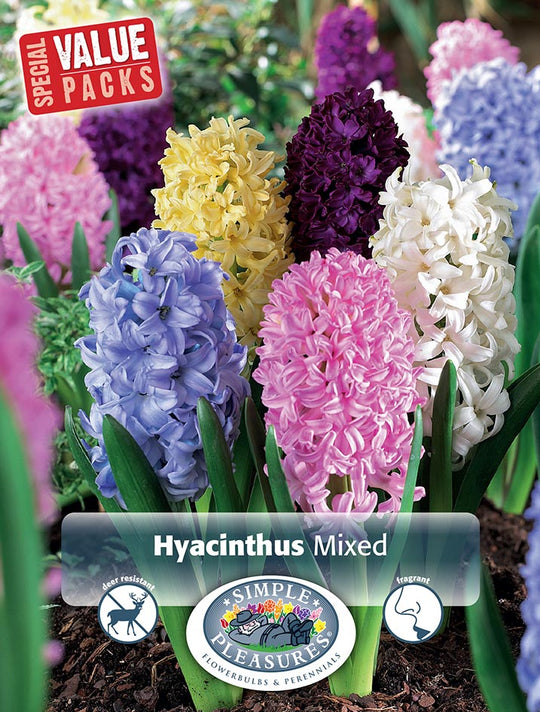 Hyacinthus Blend Bulbs
