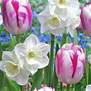 
            
                Load image into Gallery viewer, Alaskan Aurora - Pink White Tulip / White Daffodil Blend
            
        