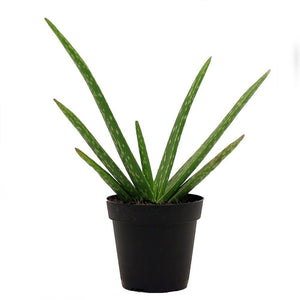 4" Aloe Vera 02 For You