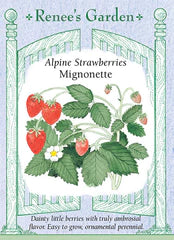 
            
                Load image into Gallery viewer, Strawberry Alpine Mignonette Seeds
            
        