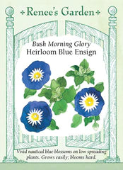 Morning Glory Blue Ensign Seeds