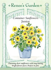 Sunflower Junior Container Seeds