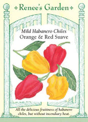 Pepper Chile Habanero Suave Mild Seeds