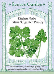 Parsley Italian Gigante Seeds