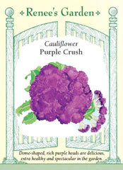 Cauliflower Purple Crush Seeds