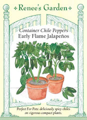 Pepper Chile Jalapeno Early Flame Container Seeds