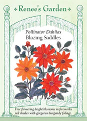 Dahlia Blazing Saddles Seeds