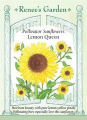 Sunflower Lemon Queen Seeds