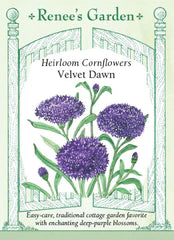 Cornflower Velvet Down Seeds