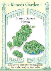 Brussel Sprouts Hestia Seeds