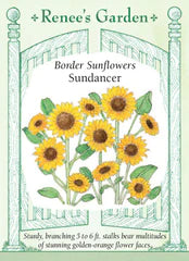 Sunflower Sundancer Seeds