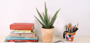 
            
                Load image into Gallery viewer, 4&amp;quot; Aloe Vera 02 For You
            
        