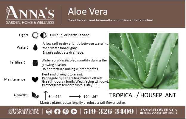 4" Aloe Vera 02 For You