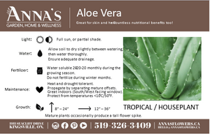 
            
                Load image into Gallery viewer, 4&amp;quot; Aloe Vera 02 For You
            
        