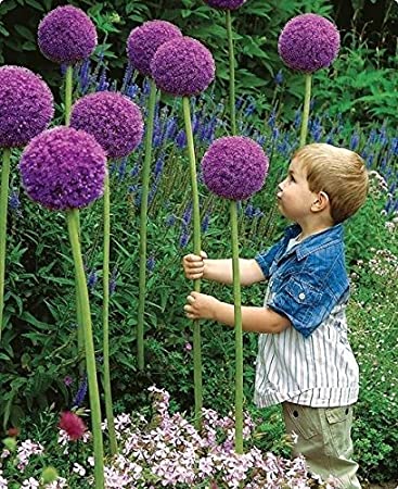 Allium Giganteum Bulbs