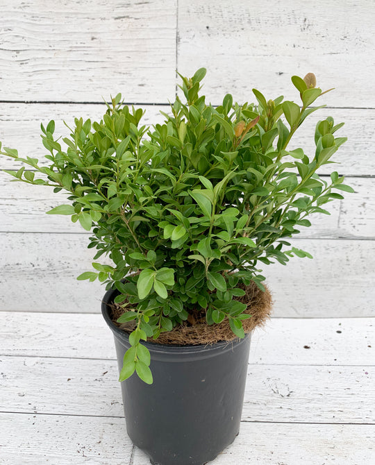 Green Velvet Boxwood - 1 Gallon Pot