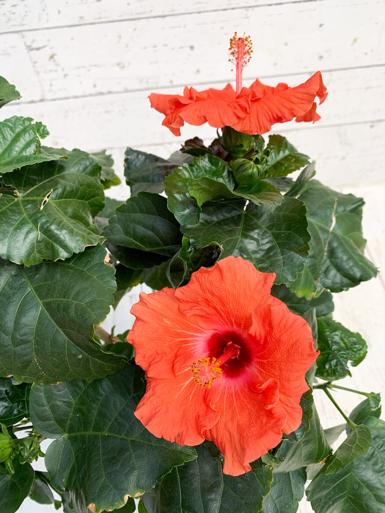 6" Hibiscus (Multiple Colours)