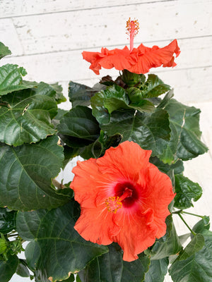 6" Hibiscus (Multiple Colours)