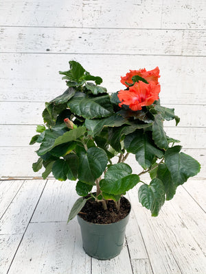 6" Hibiscus (Multiple Colours)