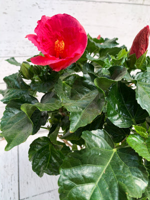 6" Hibiscus (Multiple Colours)
