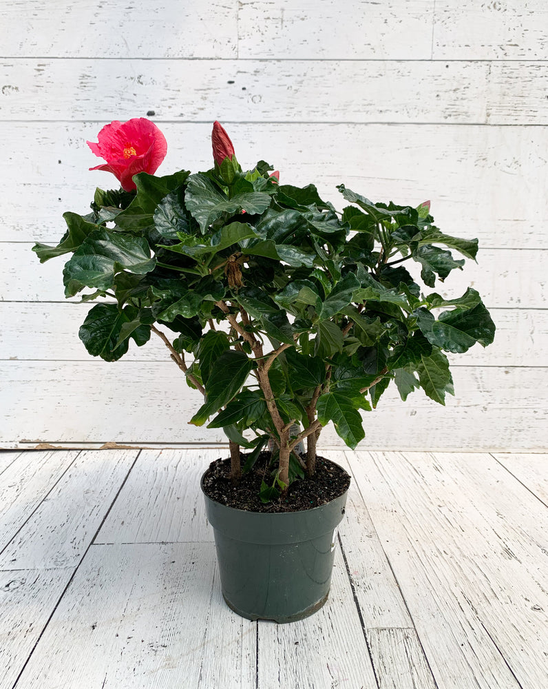 6" Hibiscus (Multiple Colours)