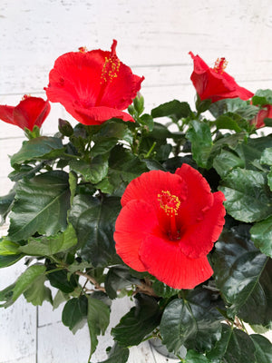 6" Hibiscus (Multiple Colours)