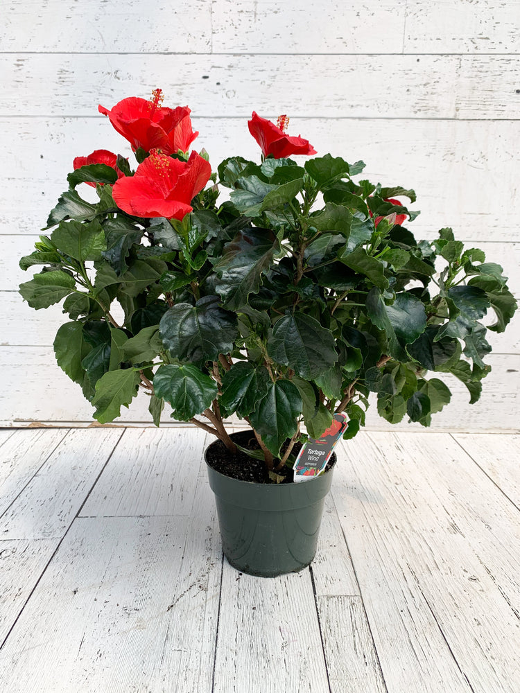 6" Hibiscus (Multiple Colours)